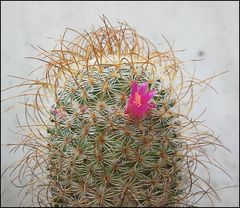 Mammillaria huitzilopochtli ssp niduliformis 0.jpg
