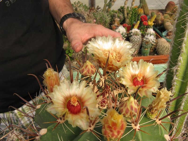 Файл:Ferocactus peninsulae 3.jpg