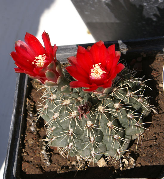 Файл:Gymnocalycium baldianum 2.jpg