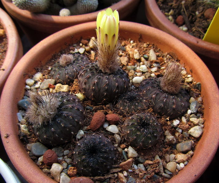 Файл:Frailea castanea 7.jpg