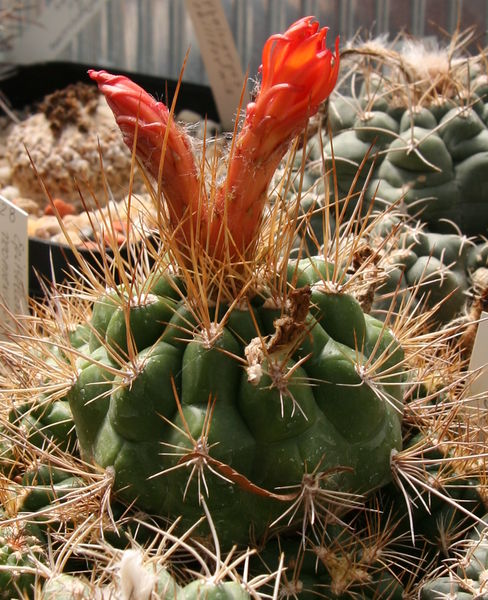 Файл:Matucana fruticosa 01.jpg
