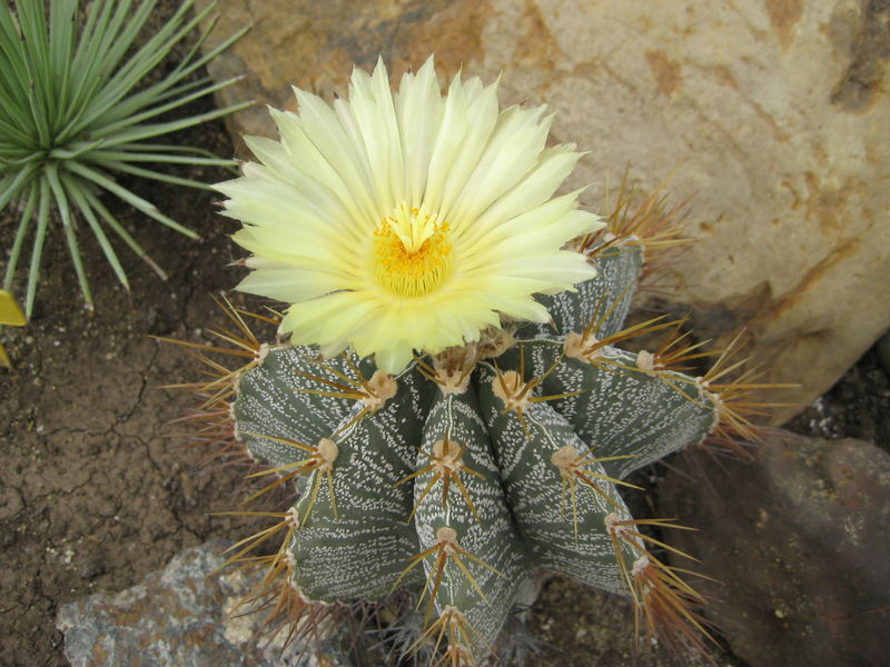 Файл:Astrophytum ornatum 2.jpg