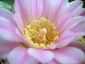 Gymnocalycium monvillei ssp. monvillei 3.jpg
