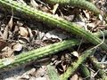 Cleistocactus baumannii ssp. horstii 32.JPG