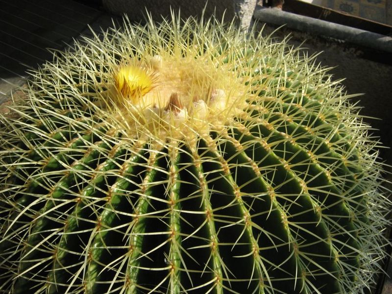 Файл:Echinocactus grusonii 6.jpg