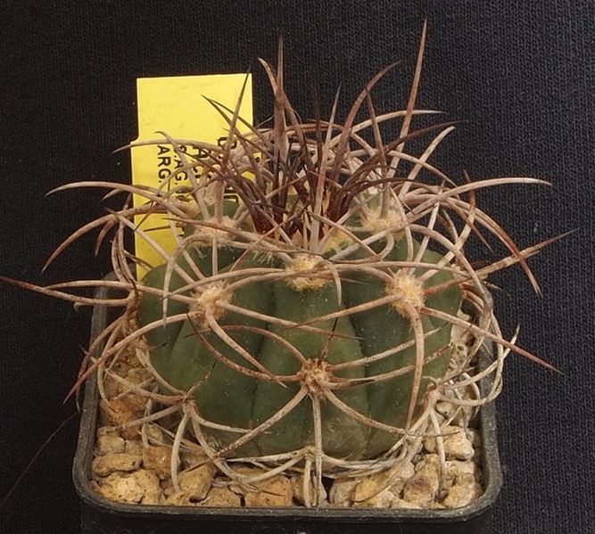 Файл:Gymnocalycium castellanosii ssp. acorrugatum LB 438.jpg
