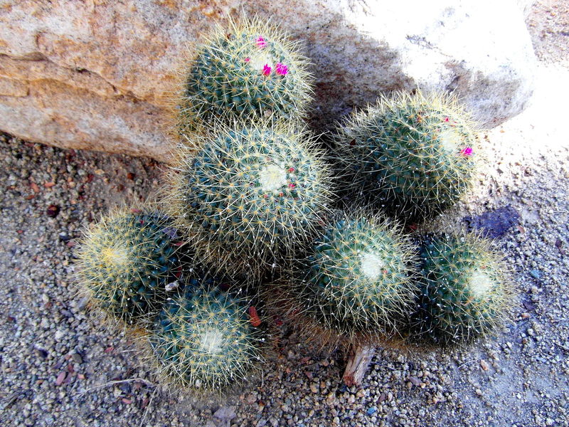 Файл:Mammillaria pringlei h.jpg