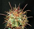 Ferocactus emoryi ssp. rectispinus 2.jpg