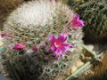 Mammillaria huitzilopochtli ssp. huitzilopochtli 4 R.jpg