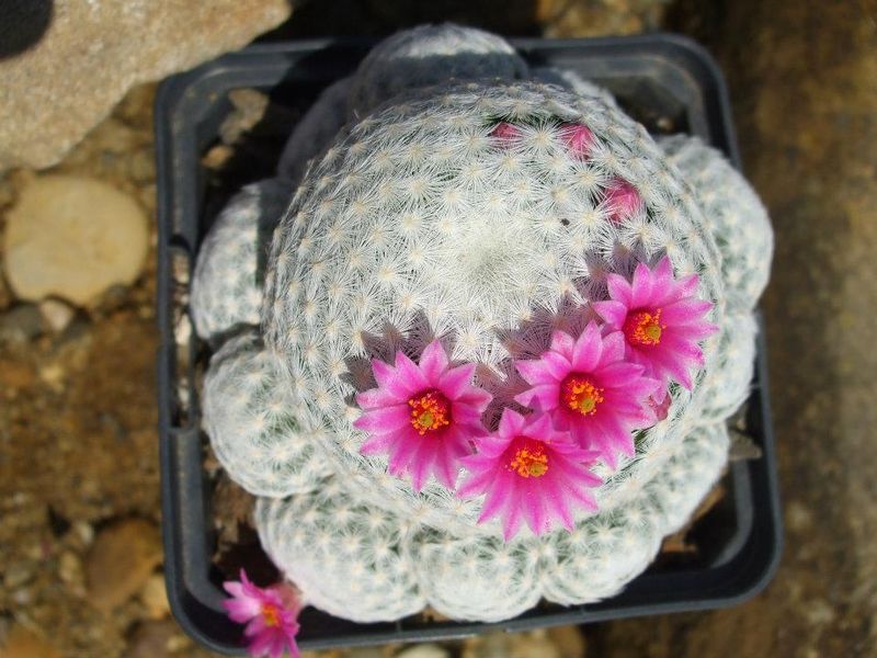 Файл:Mammillaria humboldtii 3.jpg