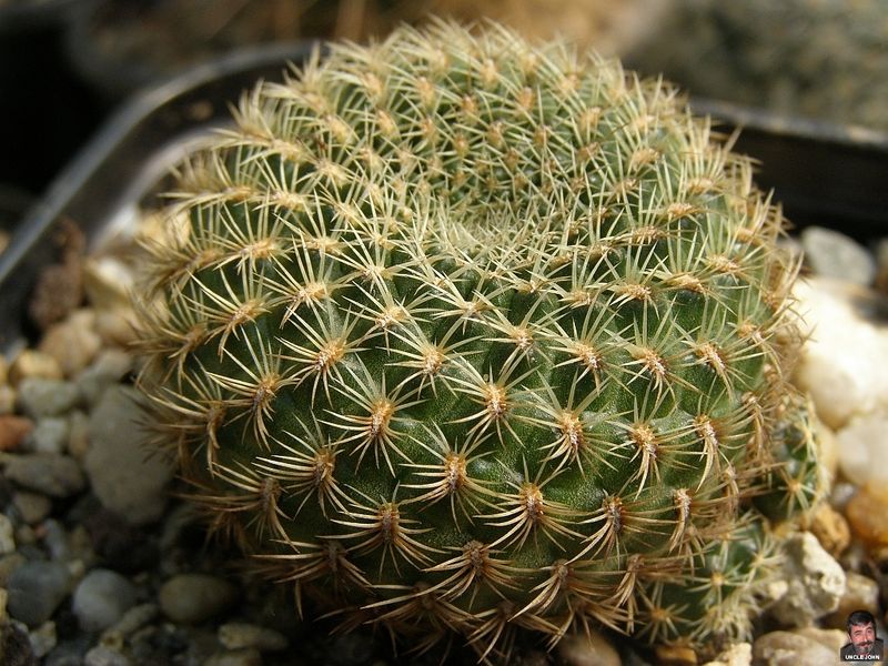 Файл:Rebutia mentosa ssp. mentosa 0.jpg