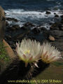 Echinopsis chiloensis ssp. litoralis 1.jpg