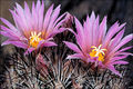 Escobaria alversoni 03.jpg