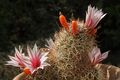 Mammillaria fraileana 02.jpg