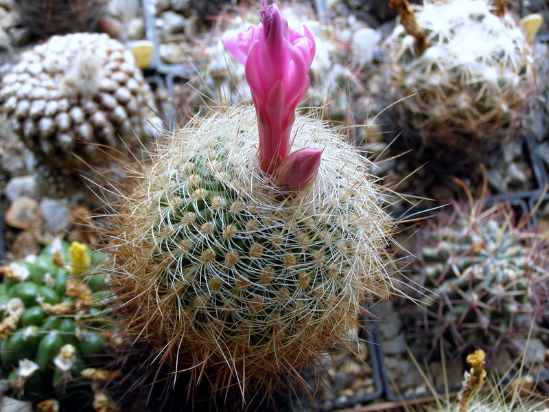 Файл:Matucana myriacantha var. roseoalba LAU 173 1.JPG