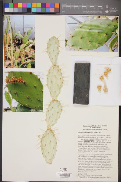 Файл:Opuntia caracassana 007.jpg