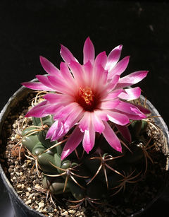 Coryphantha elephantidens ssp. elephantidens 1.jpg