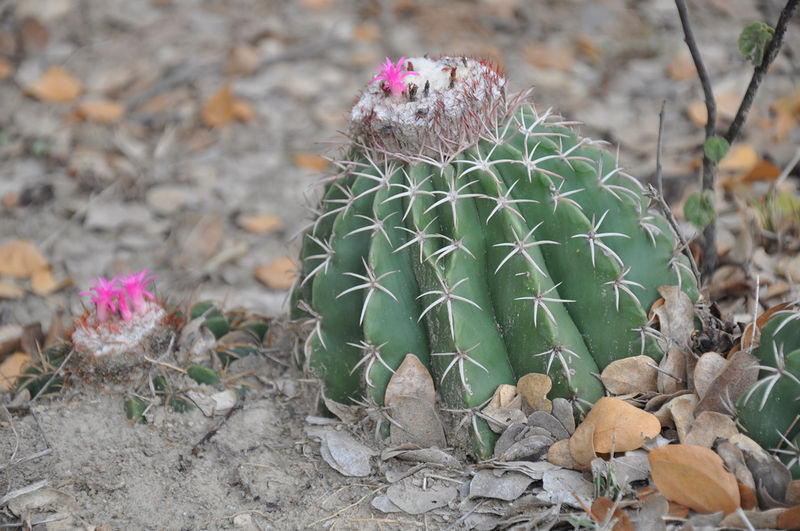 Файл:Melocactus curvispinus 3.jpg