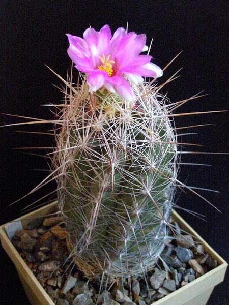 Файл:Thelocactus bicolor ssp. bicolor.JPG