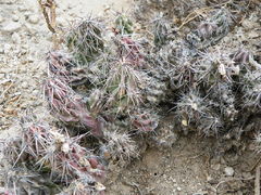 Corynopuntia bulbispina 1.jpg