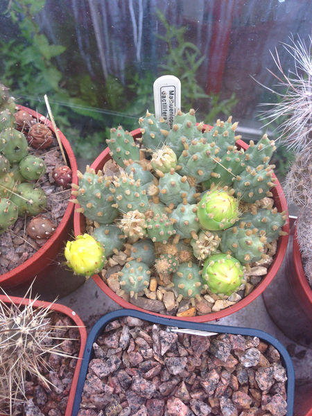 Файл:Cumulopuntia boliviana ssp. dactylifera 1.jpg
