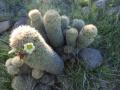 Mammillaria dioica ssp. estebanensis 6.jpeg