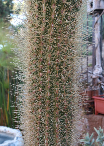 Файл:Pacherocactus orcuttii 2.jpg