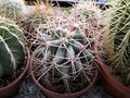 Ferocactus emoryi ssp. emoryi.JPG