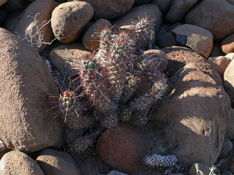 Файл:Mammillaria poselgeri 1.jpg