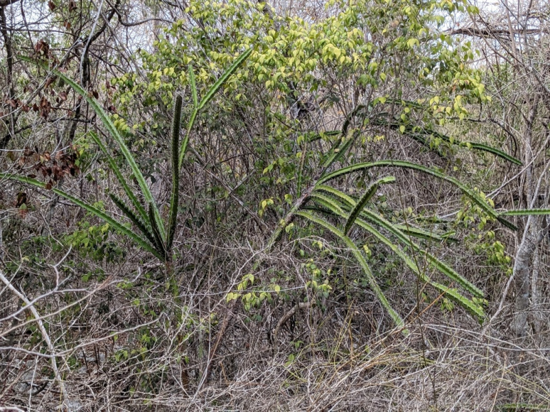 Файл:Leptocereus weingartianus 02.jpg