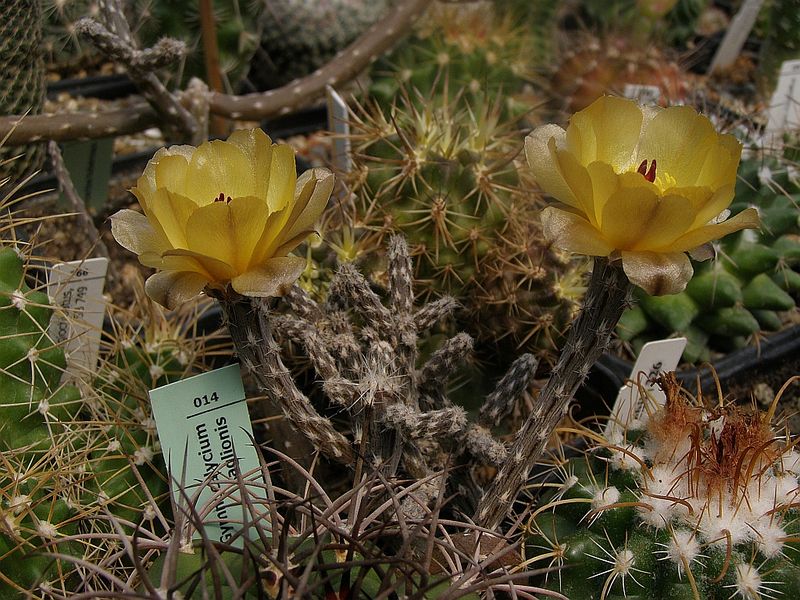 Файл:Pterocactus tuberosus 5.jpg