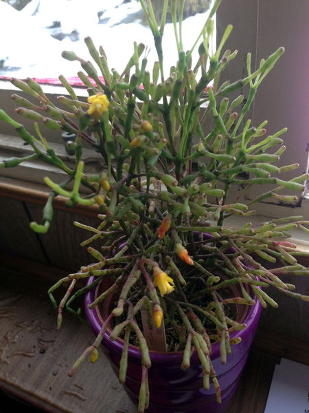 Файл:Hatiora salicornioides 01.jpg