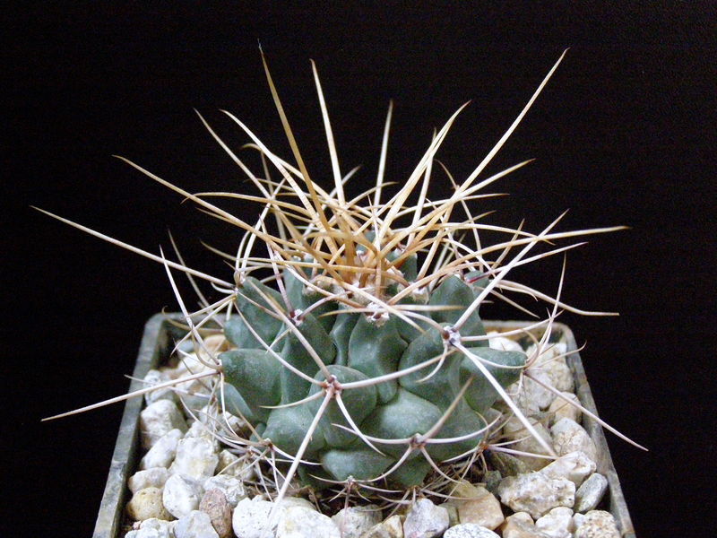 Файл:Thelocactus rinconensis var. rinconensis forma icamolensis.JPG