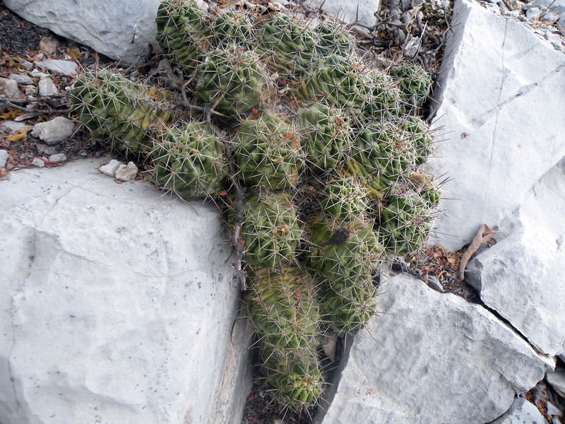 Файл:Echinocereus viereckii ssp. huastecensis 1.jpg