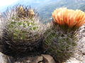 Eriosyce curvispina ssp. curvispina 01.jpg