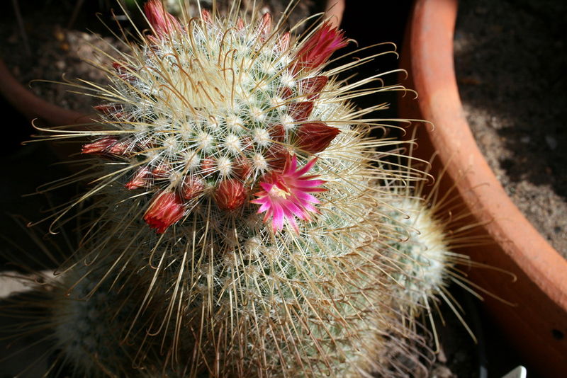 Файл:Mammillaria magnifica 2.jpg