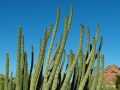 Stenocereus thurberi ssp. thurberi 6.JPG