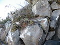 Mammillaria muehlenpfordtii &Ferocactus histrix.jpg