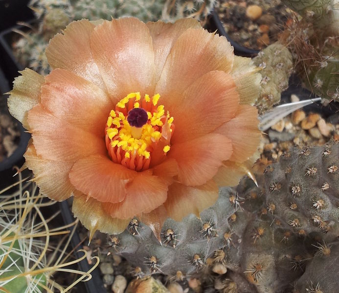 Файл:Pterocactus araucanus MK823.jpg