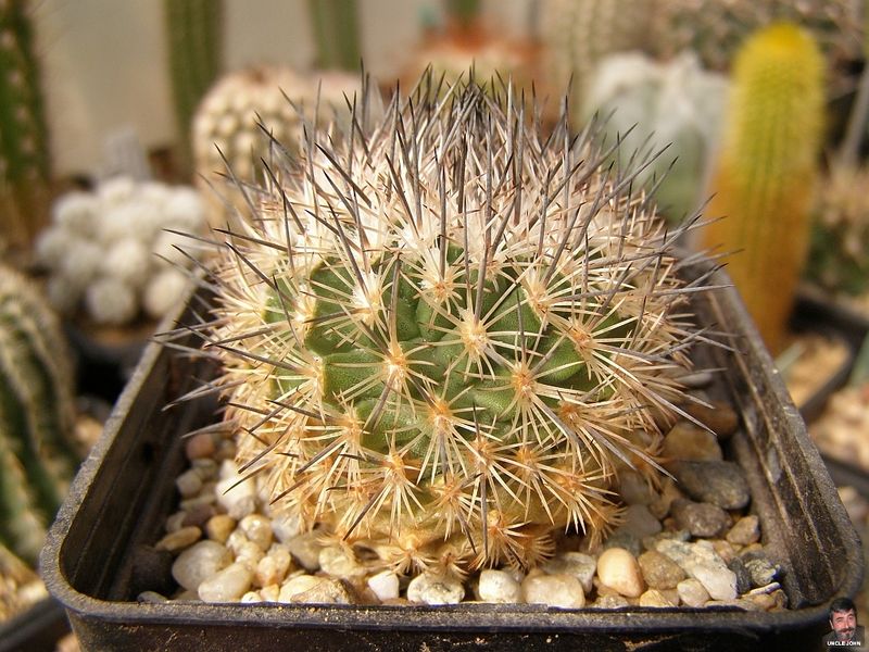 Файл:Turbinicarpus mandragora ssp. pailanus 23.jpg