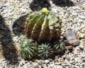 Ferocactus echidne 3.jpg