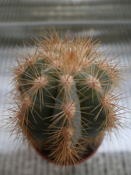 Файл:Pilosocereus pachycladus ssp. pachycladus 2.jpg