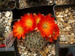 Rebutia steinmannii var. christinae 1.jpg