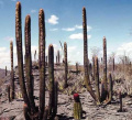 Siccobaccatus dolichospermaticus and Melocactus levitestatus.jpg