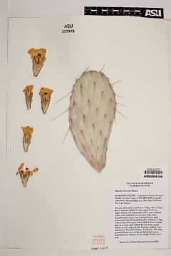 Opuntia bravoana lg.jpg