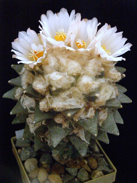 Файл:Ariocarpus retusus var. retusus 2.JPG