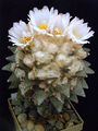 Ariocarpus retusus var. retusus 2.JPG
