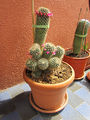 Mammillaria backebergiana 03.jpg