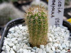 Parodia ayopayana.jpg