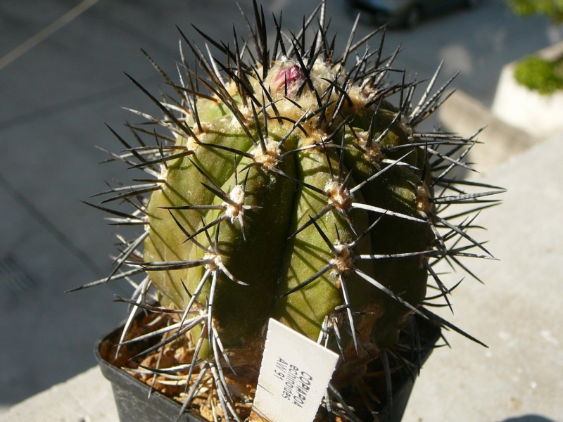Файл:Copiapoa echinoides 2 Склери.jpg